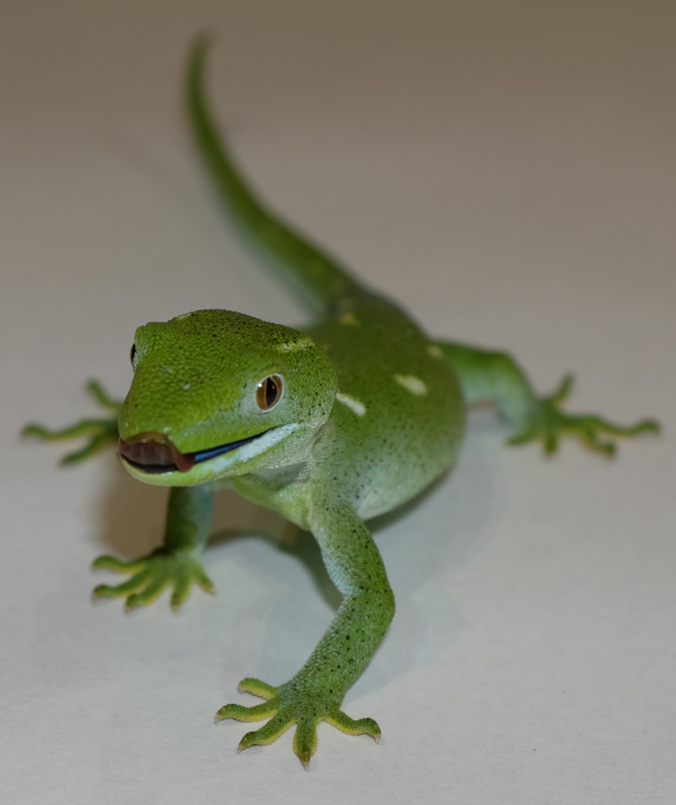 Gecko