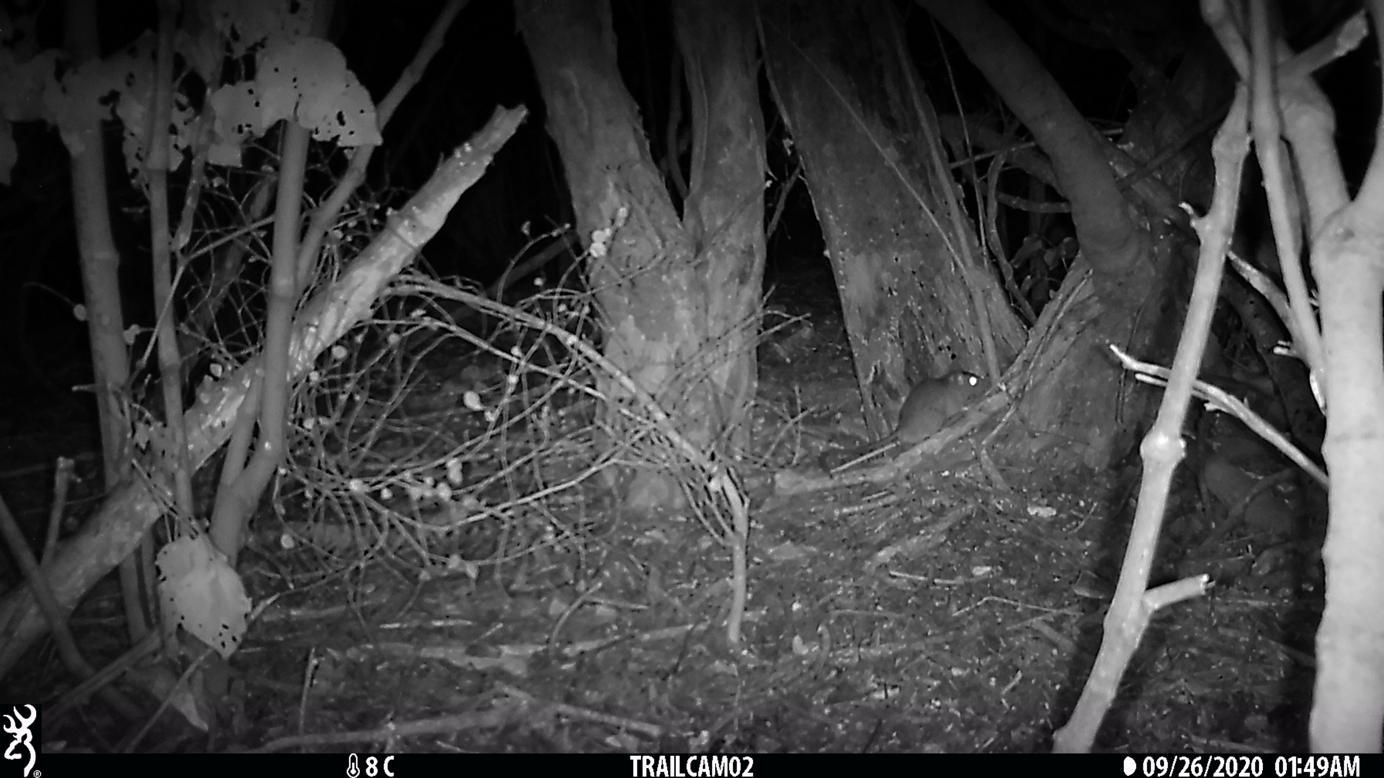 A rat is attracted to a chew card